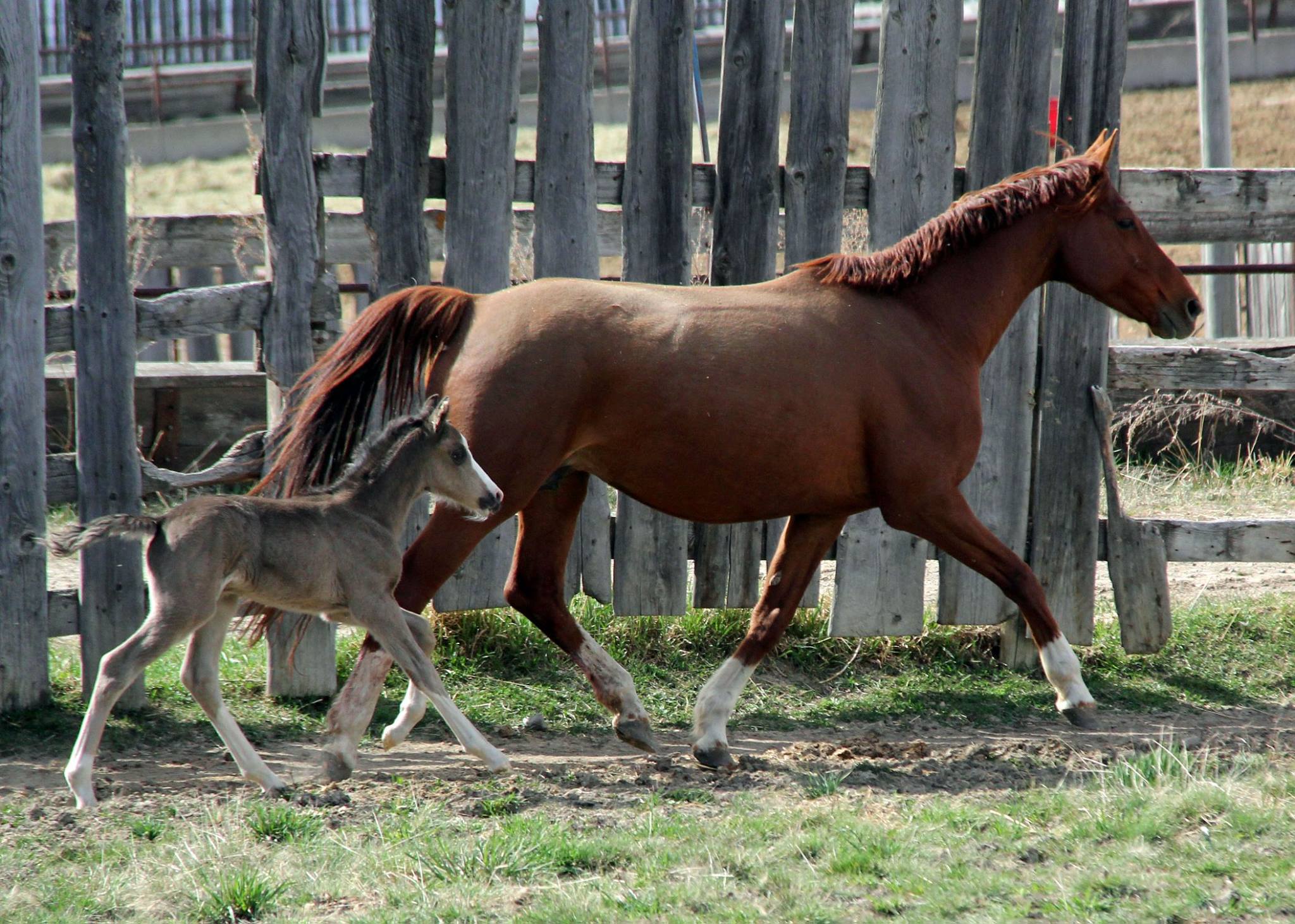 2016 colt by The Key