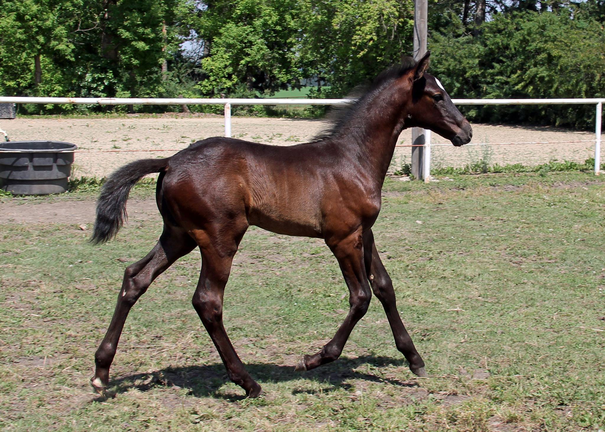 Vienna - 2017 colt by WH Luciano